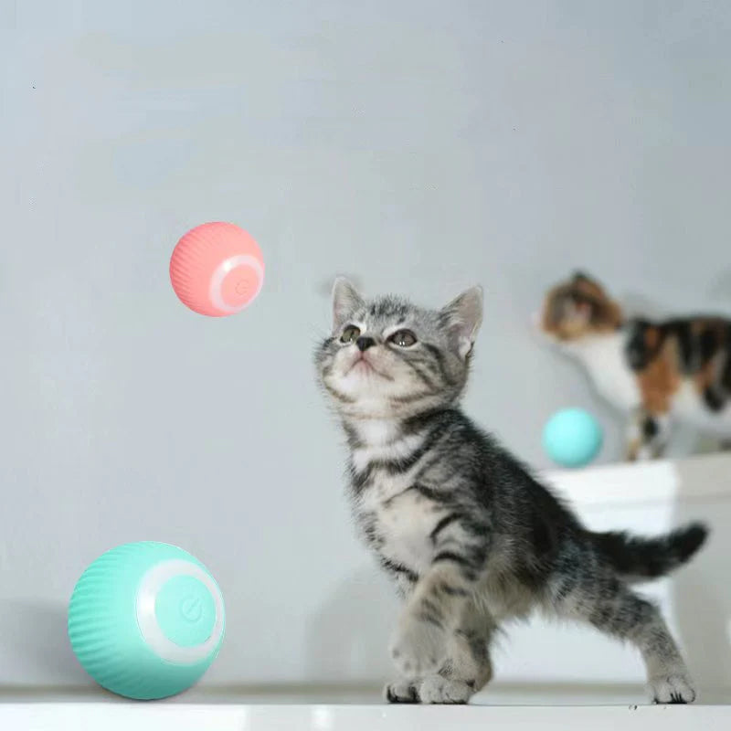 KatzenTanz™ | Aktivieren Sie die natürlichen Instinkte Ihrer Katze!